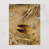Deer Track Briefkaart (Voorkant)