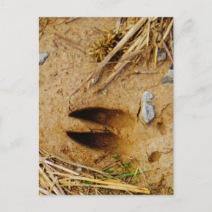 Deer Track Briefkaart