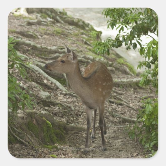 Deer Vierkante Sticker (Voorkant)