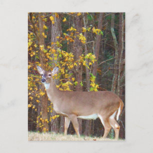 Deer voor de Gele Najaarboom Briefkaart