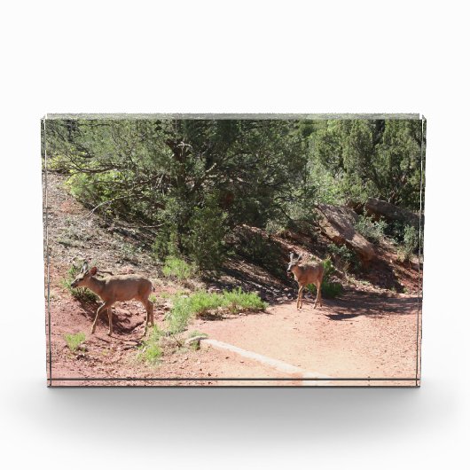 Deer Walking Fotoblokken (Voorkant)