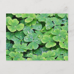 Deerpark Ireland Clover Dew Drops Briefkaart