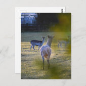 Deers Briefkaart (Voorkant / Achterkant)