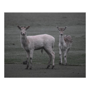 Deers Perfect Poster