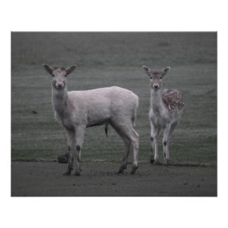 Deers Perfect Poster