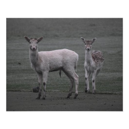 Deers Perfect Poster (Voorkant)
