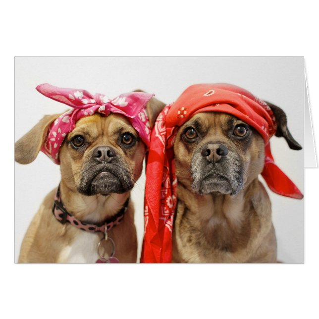 Degels (Voorkant Horizontaal)