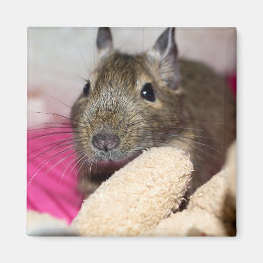 Degu Achter Teddy Magneet (Voorkant)