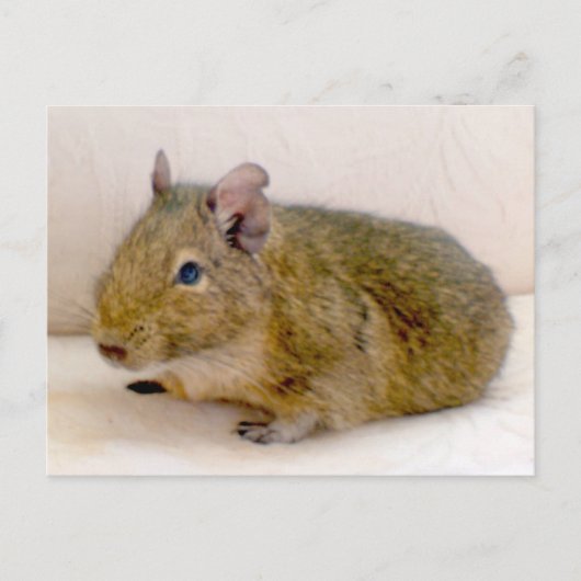 Degu-Briefkaart Briefkaart (Voorkant)