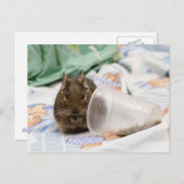 Degu die haar eten op het bed gooit briefkaart (Voorkant / Achterkant)