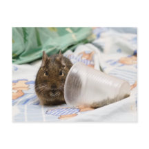 Degu die haar eten op het bed gooit