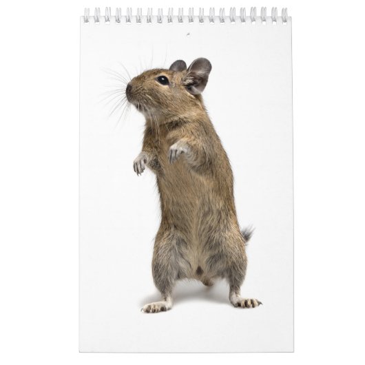 Degu-familie Kalender (Hoes)