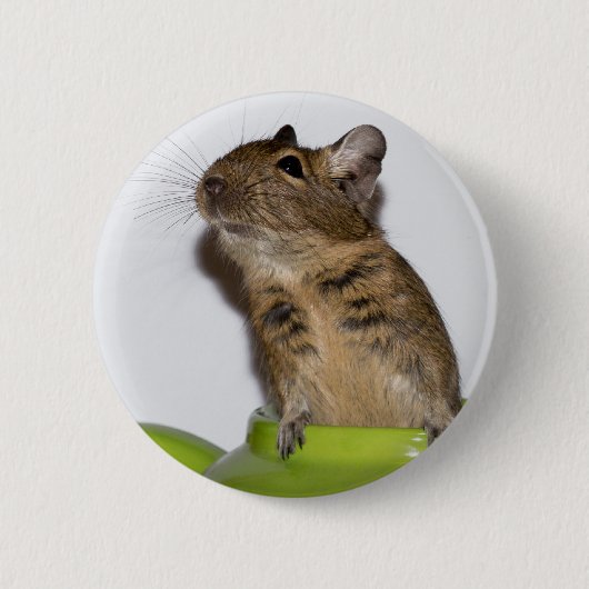Degu in groene foto ronde button 5,7 cm (Voorkant)