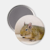 Degu Magnet (Recto/Verso)