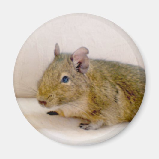 Degu Magnet Magneet (Voorkant)