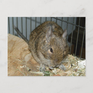 Degu on edge of Plywood eet weinig vlekken voedsel Briefkaart