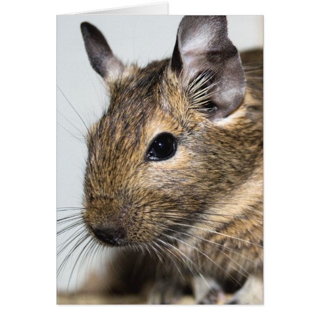 Degu Portrait (Devant)