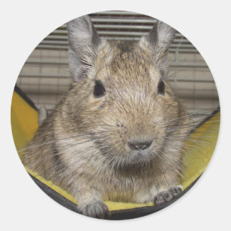 Degu Ronde Sticker