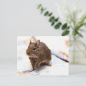 Degu staat op het bedblad briefkaart (Staand voorkant)