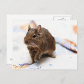 Degu staat op het bedblad briefkaart (Voorkant / Achterkant)