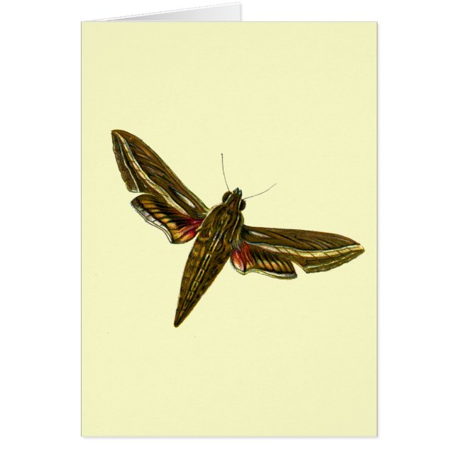 Deilephila celerio - Vine Hawk-Moth (Voorkant)