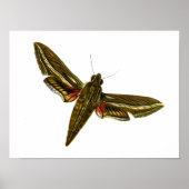Deilephila celerio - Vine Hawk-Moth Poster (Voorkant)