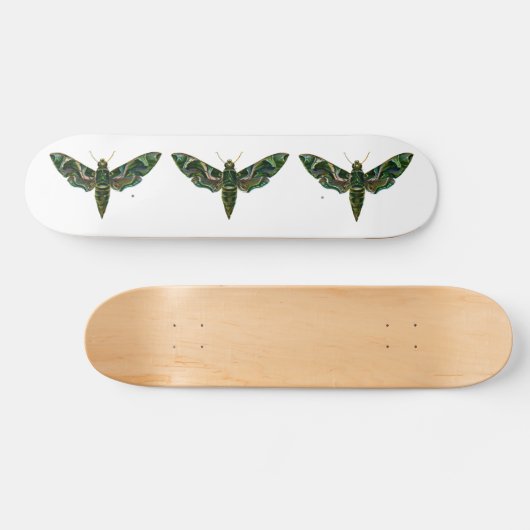 Deilephila Nerii - Oleander Hawk-Moth Skateboard (Horizontaal)