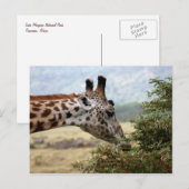 Déjeuner à l'Acacia Tree - Carte postale (Devant / Derrière)