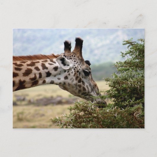 Déjeuner à l'Acacia Tree - Carte postale (Devant)