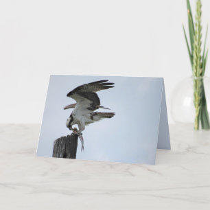 Déjeuner d'Osprey - Raptor Bird - Carte pliée