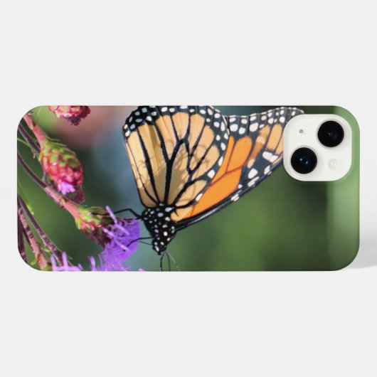 Déjeuner monarque (Verso Horizontal)