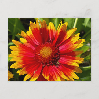 Deken Bloem Briefkaart