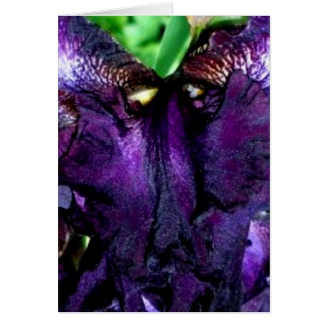 dekmantel (Voorkant)