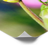 Dekpijlers van de Privet Hawk Moth-vlinder Poster (Hoek)