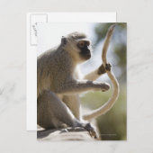 Dekstaartstaart Briefkaart (Voorkant / Achterkant)