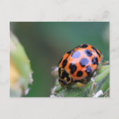 Dekvogel Briefkaart (Voorkant)