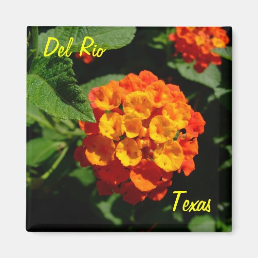 Del Rio Texas Magnet Lantana fleur (Devant)