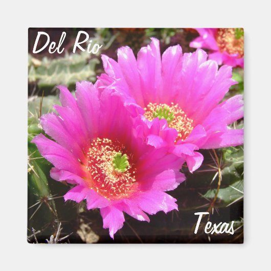 Del Rio Texas souvenirs roze cactus bloem Magneet (Voorkant)