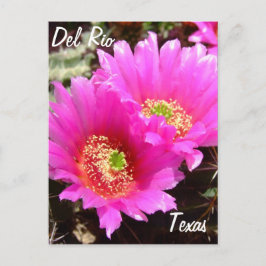 Del Rio Texas souvenirs roze cactus flower Briefkaart