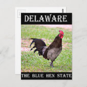 Delaware Blue Hen (Rooster) Briefkaart (Voorkant / Achterkant)