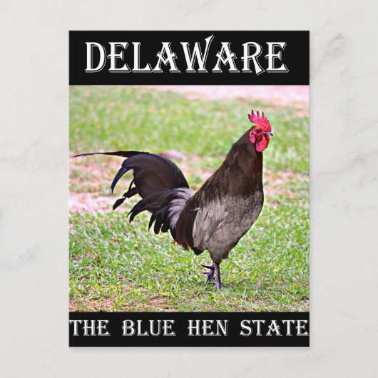 Delaware Blue Hen (Rooster) Briefkaart (Voorkant)