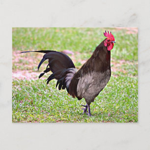 Delaware Blue Hen (Rooster) Briefkaart