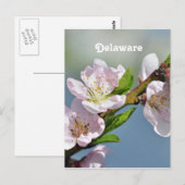 Delaware Briefkaart (Voorkant / Achterkant)