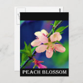 Delaware Peach Blossom Briefkaart (Voorkant / Achterkant)