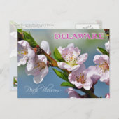Delaware State Flower: Peach Blossom Briefkaart (Voorkant / Achterkant)