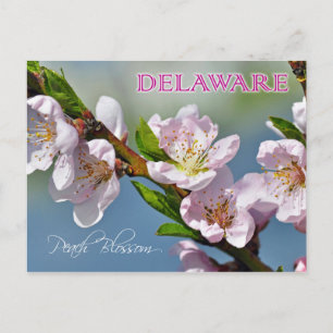 Delaware State Flower: Peach Blossom Briefkaart