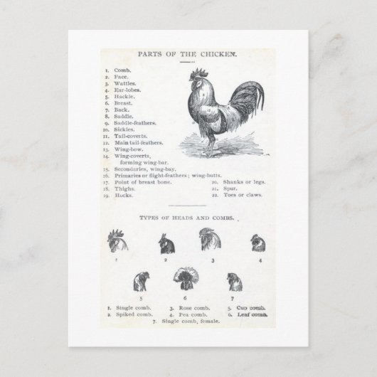 Delen van de kip briefkaart (Voorkant)