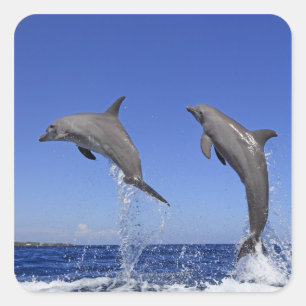 Delfin 2 vierkante sticker