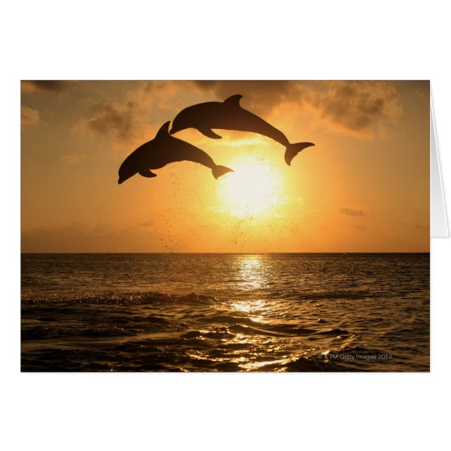 Delfin 3 (Devant horizontal)