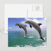 Delfin Briefkaart (Voorkant / Achterkant)